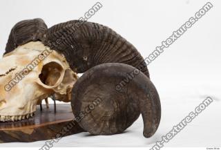 mouflon skull antlers 0039